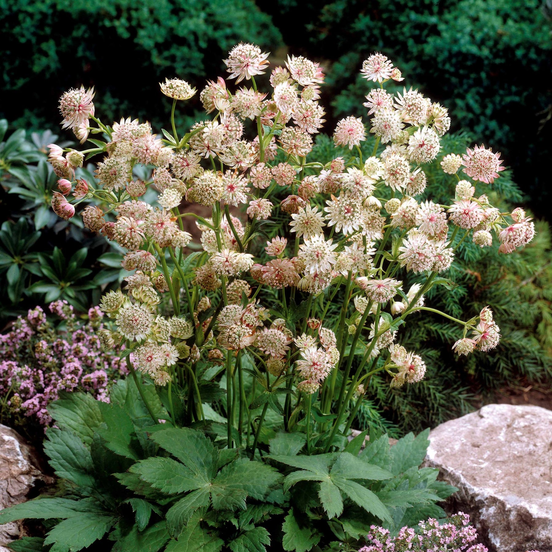 2 Astrances blanches - Astrantia major star of royals - Plantes vivaces