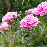 Pivoine rose - Paeonia lactiflora - Plantes vivaces
