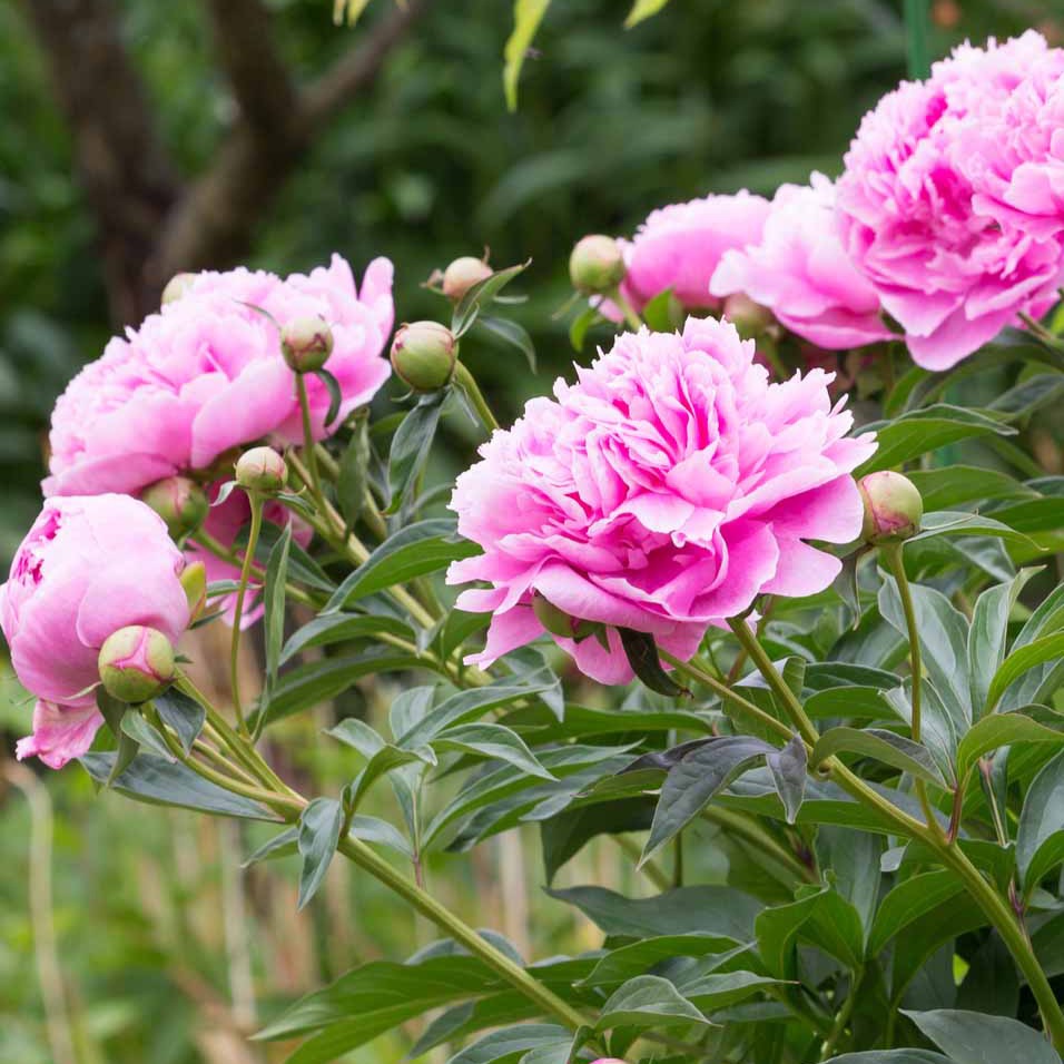 Pivoine rose - Paeonia lactiflora - Plantes vivaces