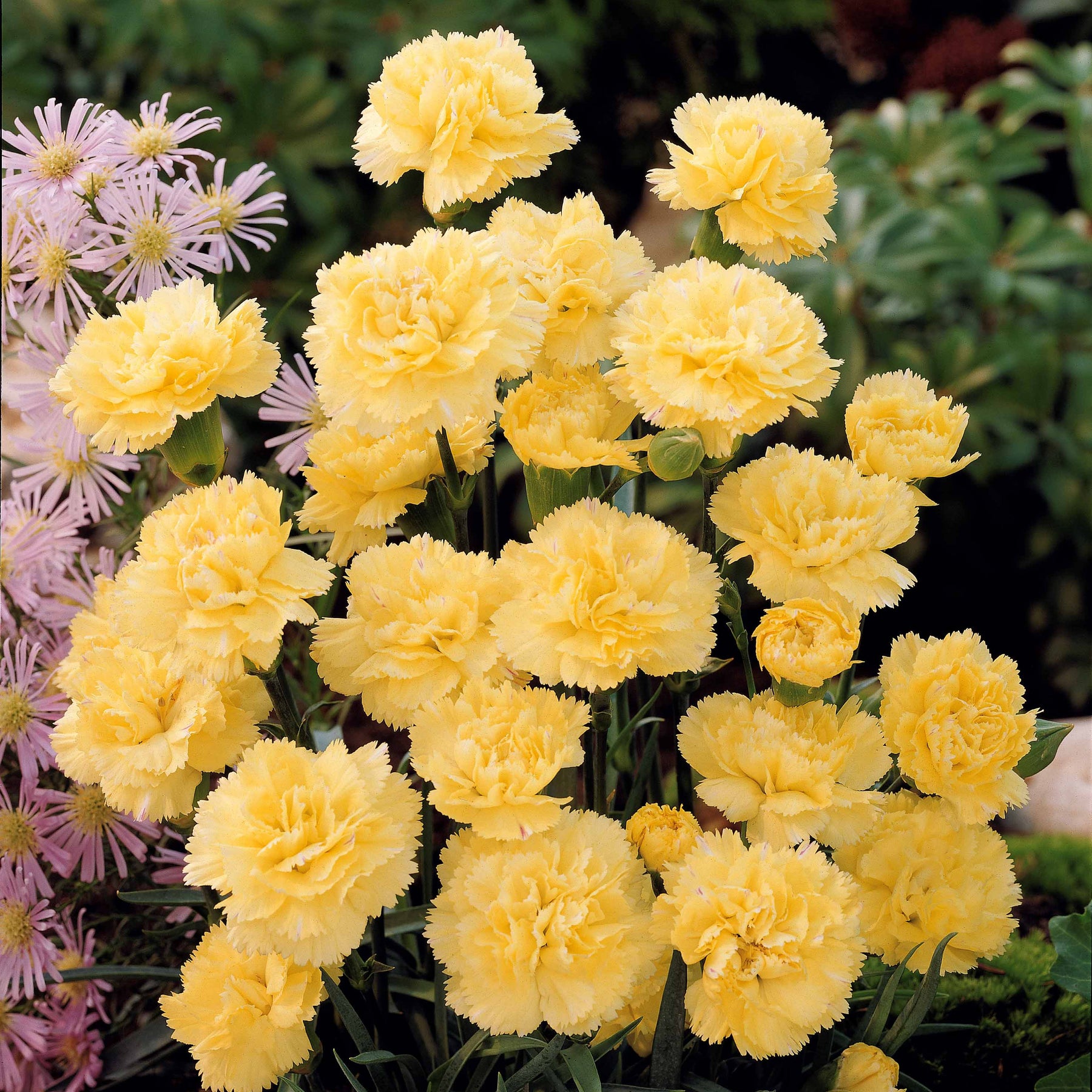 2 Œillets Grenadin Jaune - Dianthus caryophyllus grenadin yellow - Plantes vivaces