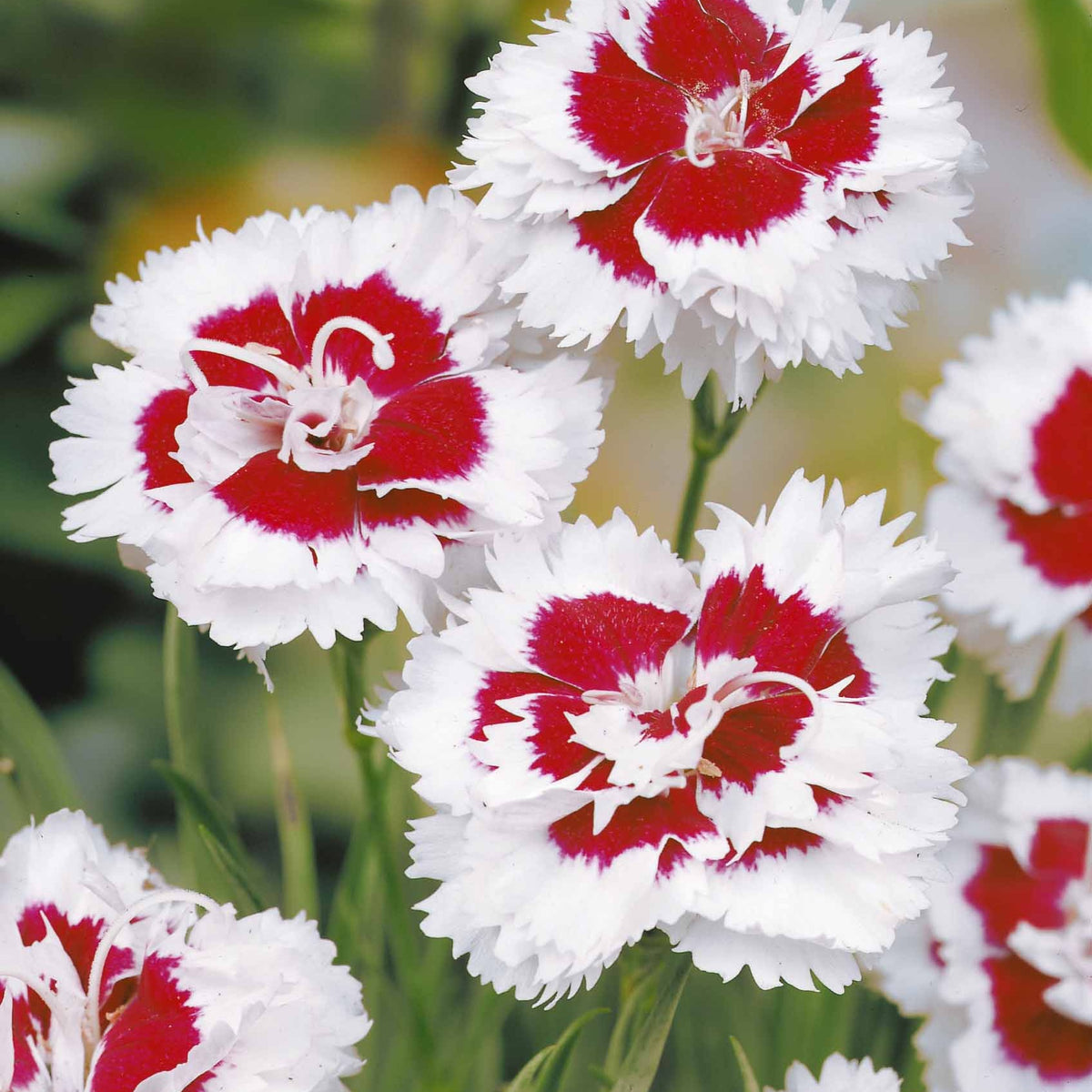 2 Œillets spiculifolius - Dianthus spiculifolius - Willemse