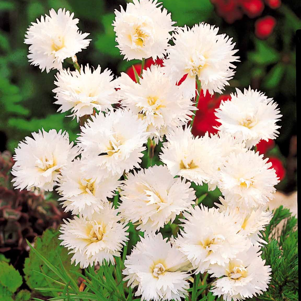 2 Œillets Grenadin White - Dianthus caryophyllus grenadin white - Plantes