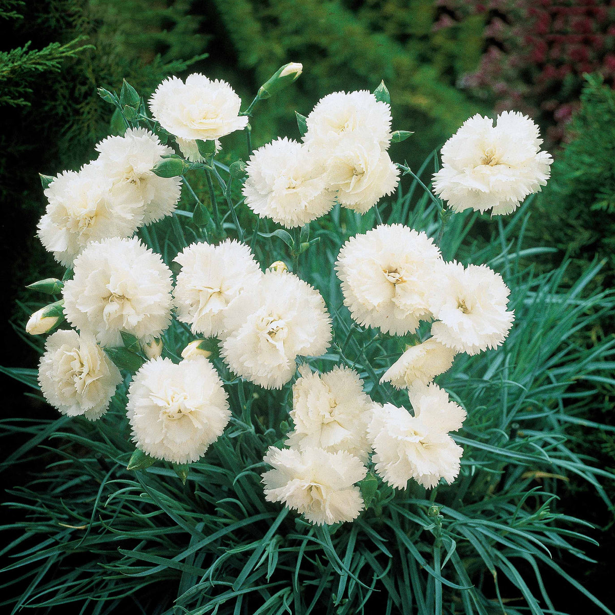 2 Œillets Grenadin White - Dianthus caryophyllus Grenadin white - Willemse