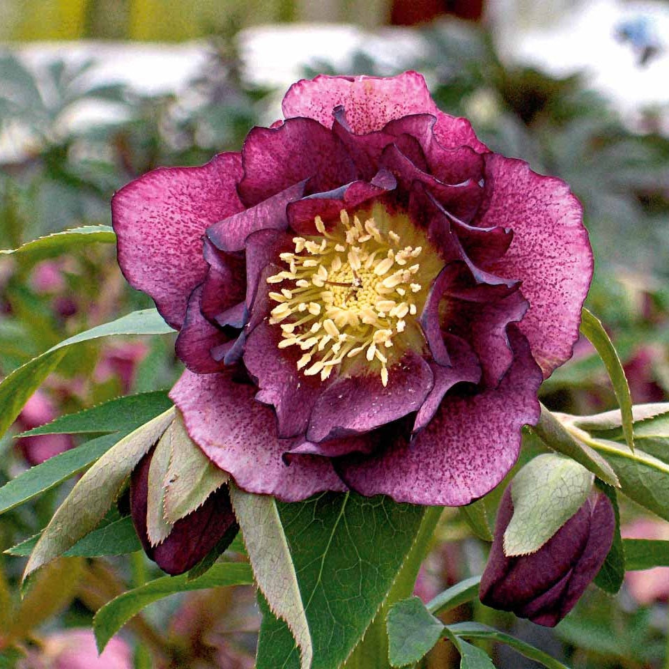 2 Roses de Noël doubles violette - Helleborus orientalis double ellen red - Plantes