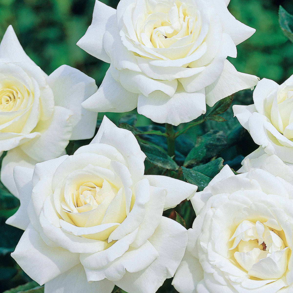 Rosier buisson Helga - Rosa helga - Willemse