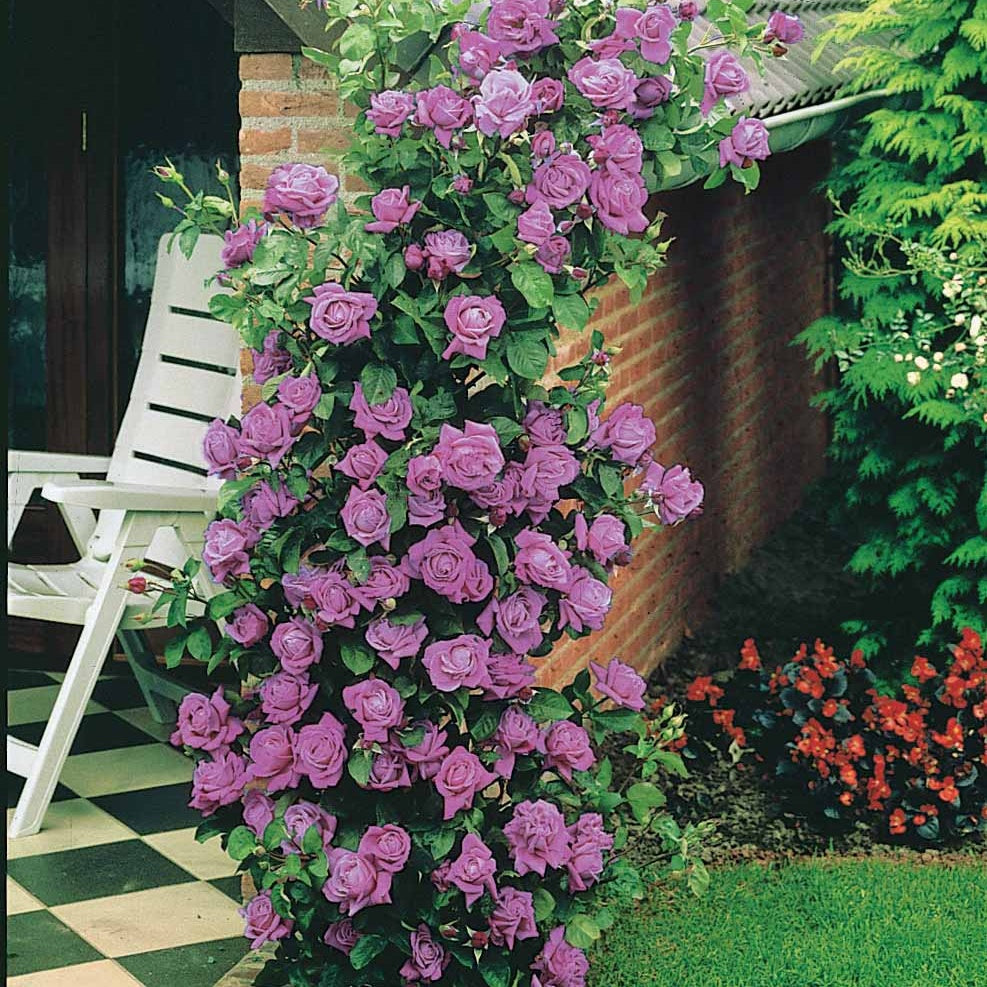 Rosier grimpant Indigoletta - Rosa indigoletta - Willemse