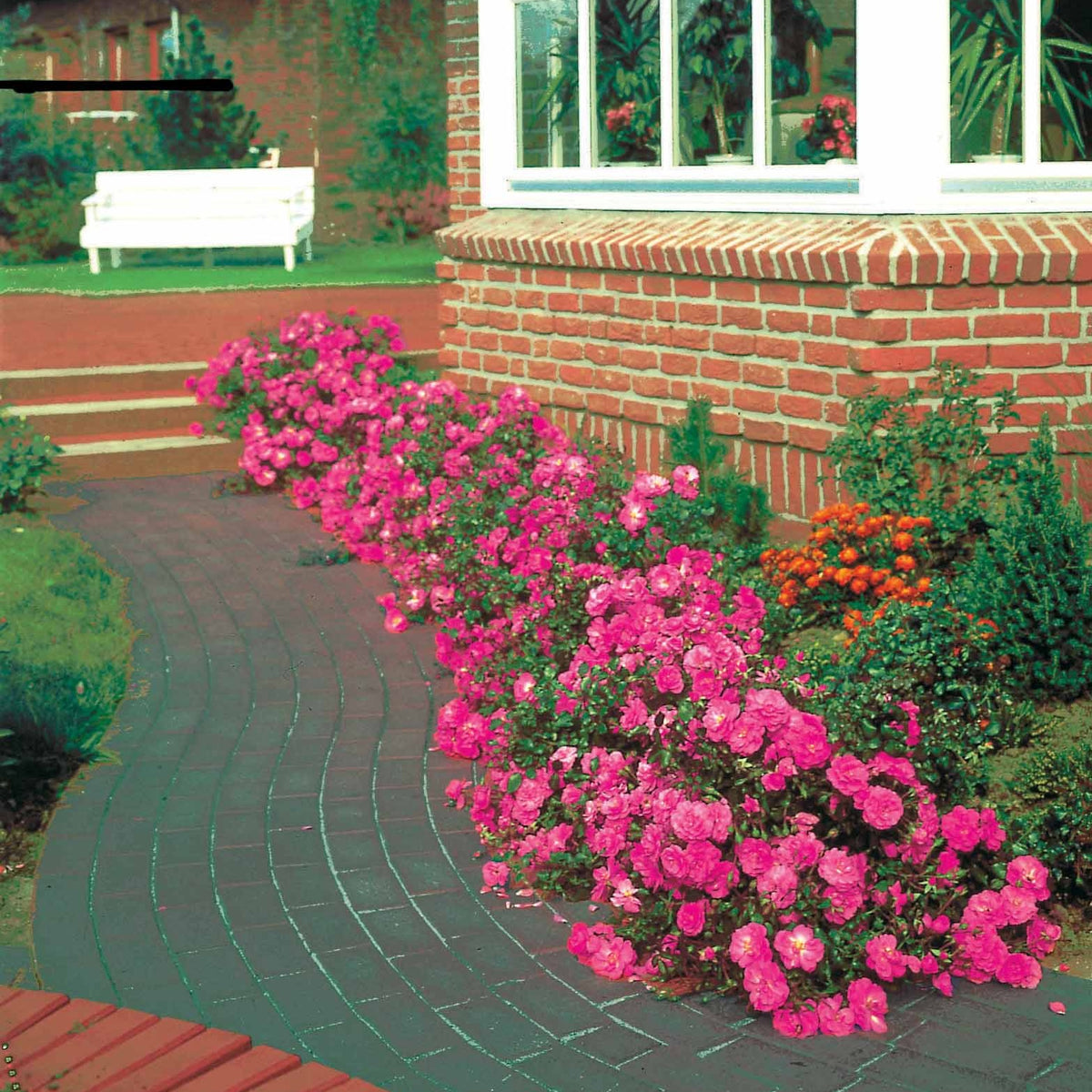 Rosiers couvre-sol Mirato ® - Rosa Mirato ® - Willemse