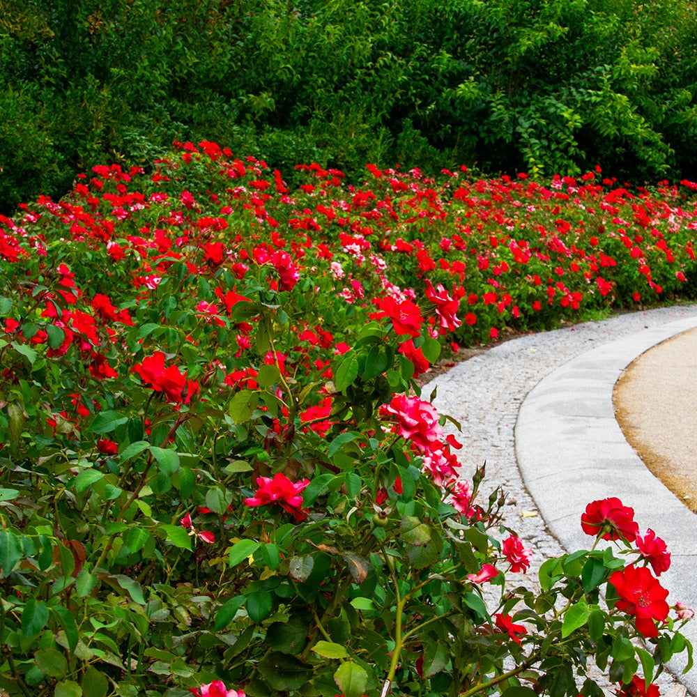 Rosier à massif rouge - Rosa polyantha - Rosiers arbustifs