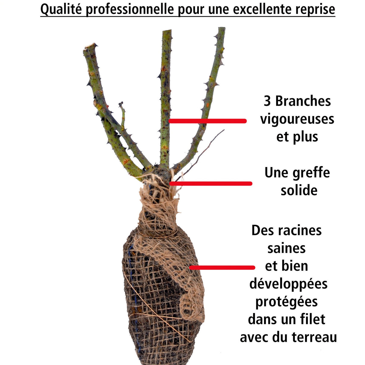 Rosier buisson La Magie du parfum - Duftzauber 84 - Rosa la magie du parfum - Willemse