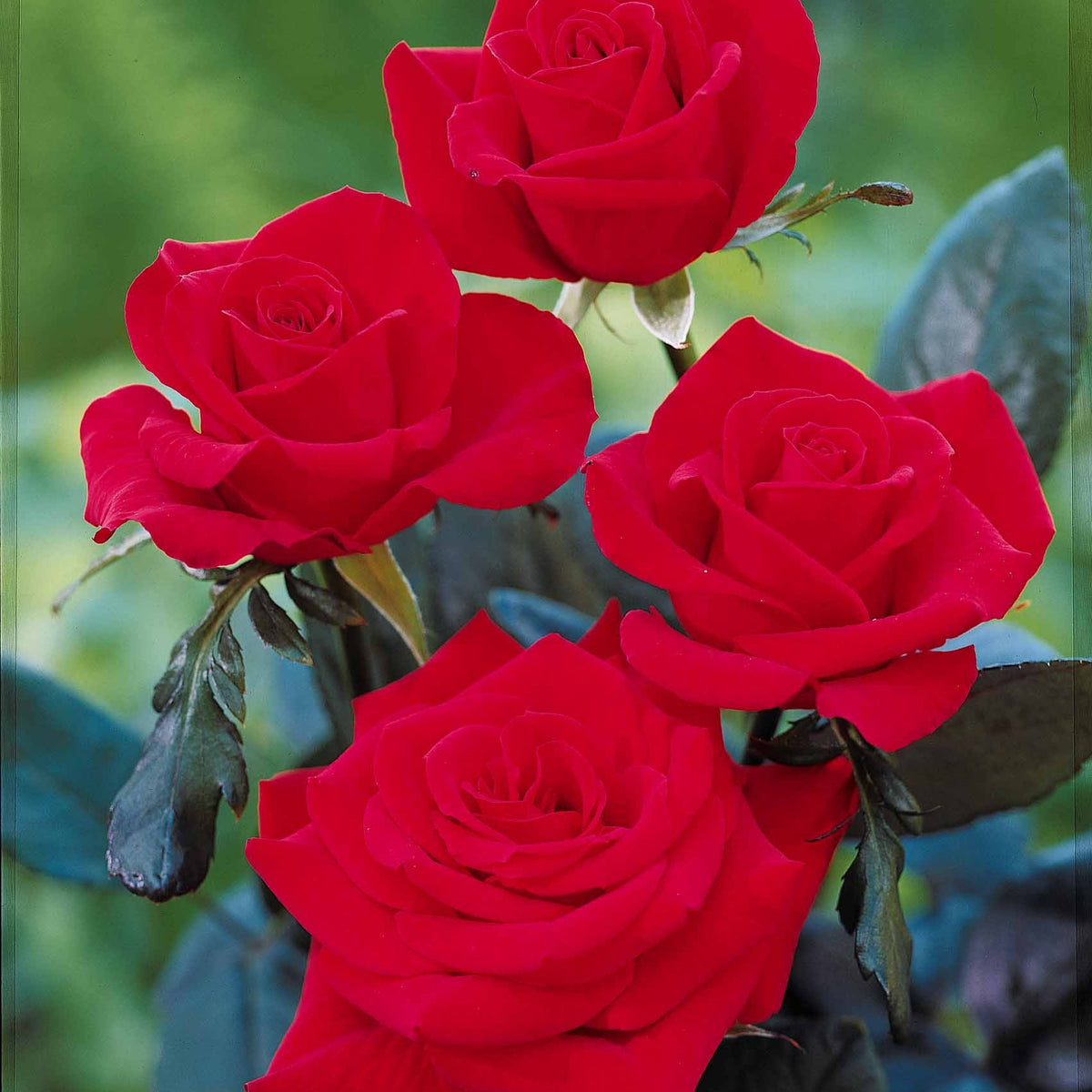 Rosier Oklahoma - Rosa oklahoma - Willemse