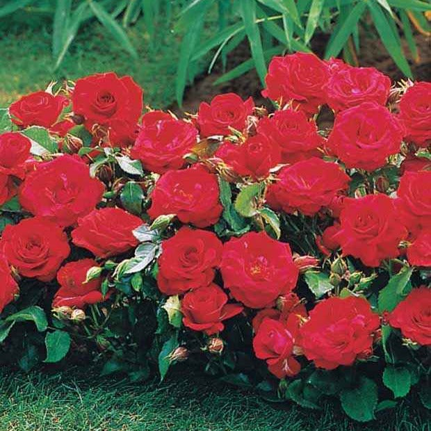 3 Mini-rosiers Randilla rouge - Rosa randilla - Plantes