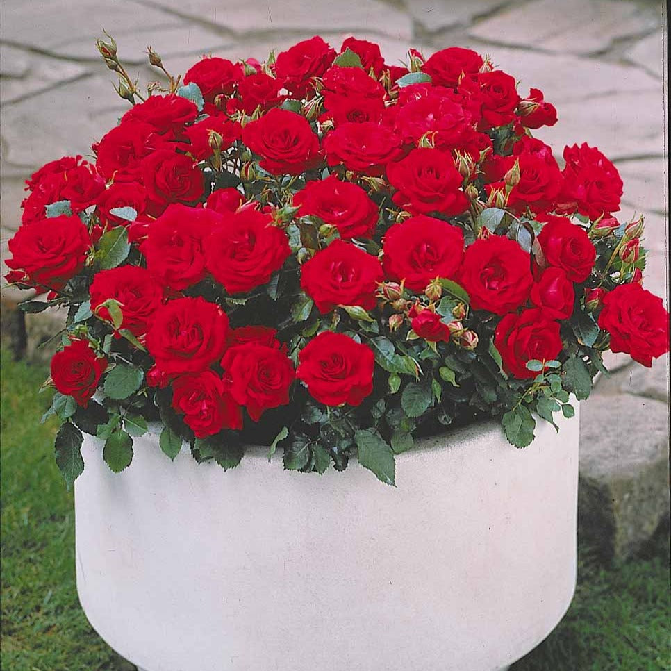3 Mini-rosiers Randilla rouge - Rosa randilla - Willemse