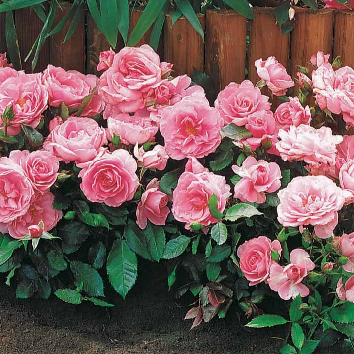 3 Mini-rosiers Randilla rose - Rosa randilla - Plantes