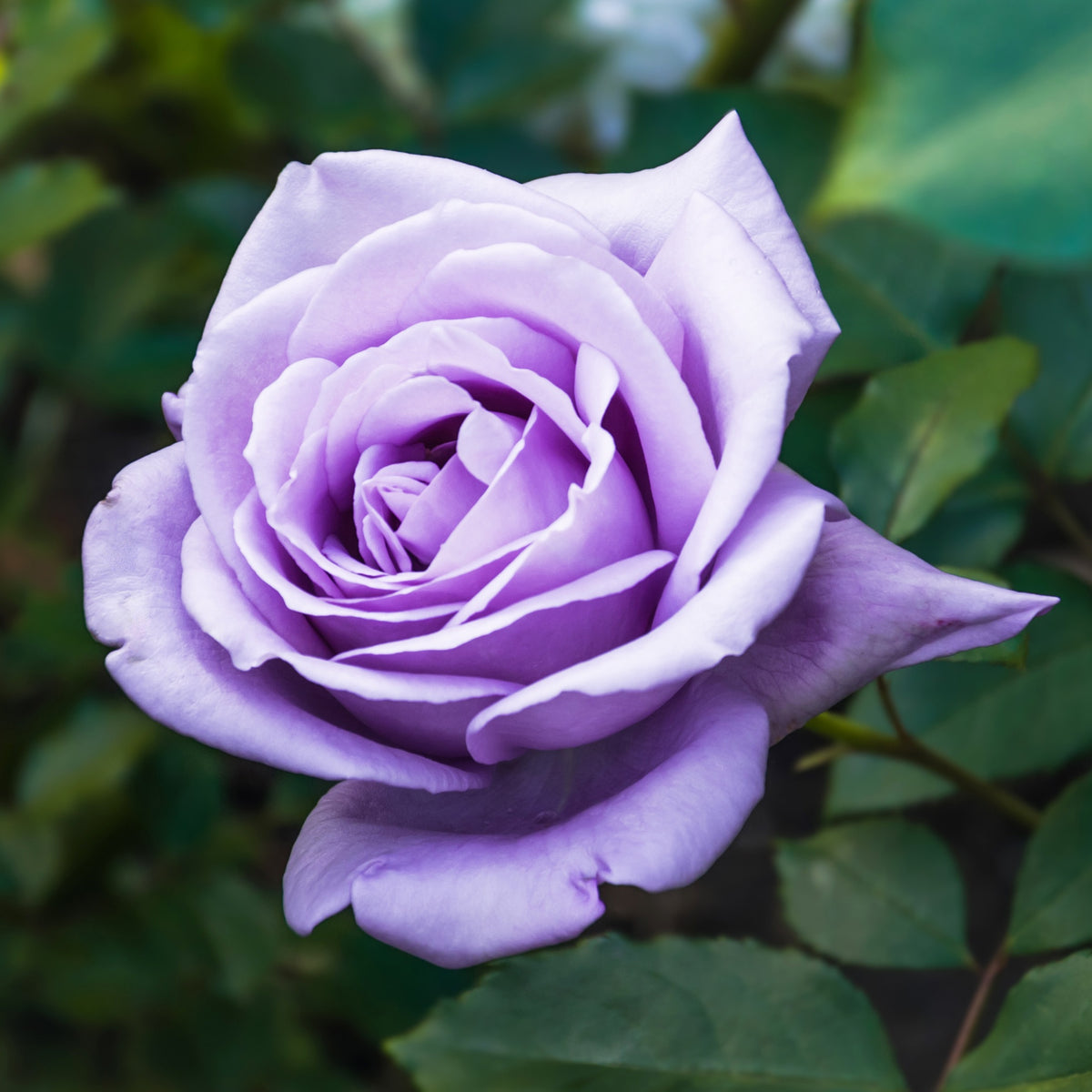 Rosier buisson violet - Rosa - Rosiers