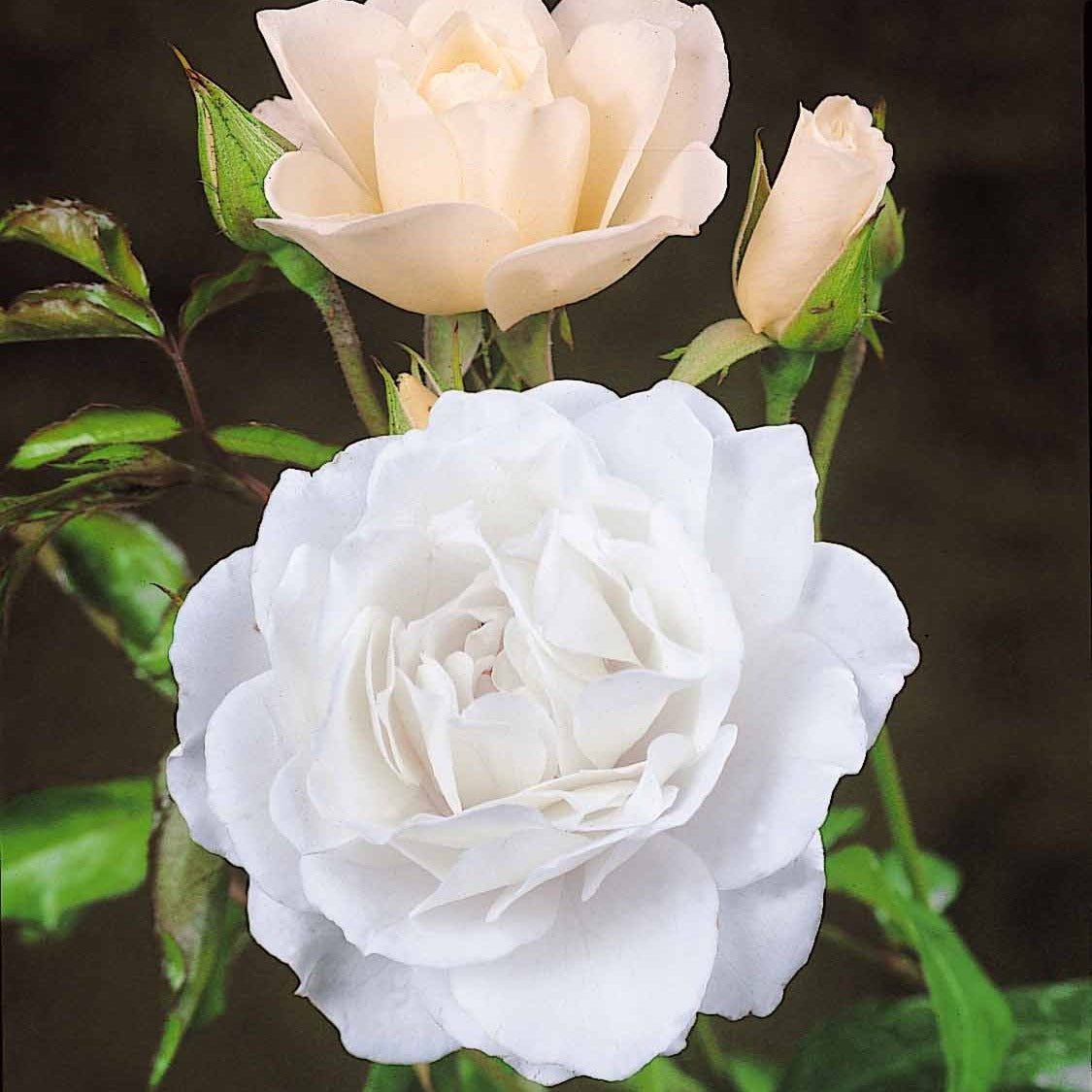 Rosier arbuste Korbin - Rosa korbin - Willemse