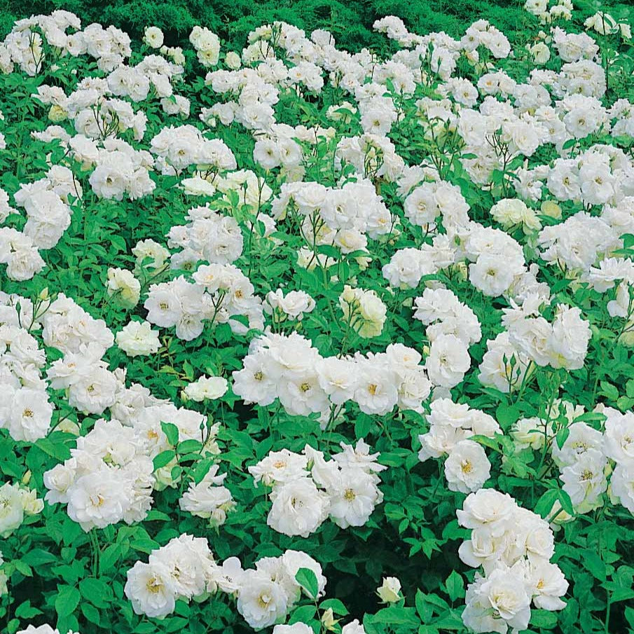 Rosier Princesse de Galles ® Hardinkum - Rosa floribunda princesse de galles ® hardinkum - Rosiers arbustifs