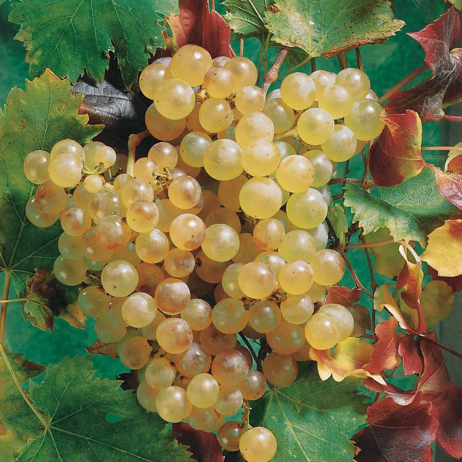 Vigne Chasselas de Fontainebleau - Vitis vinifera chasselas de fontainebleau