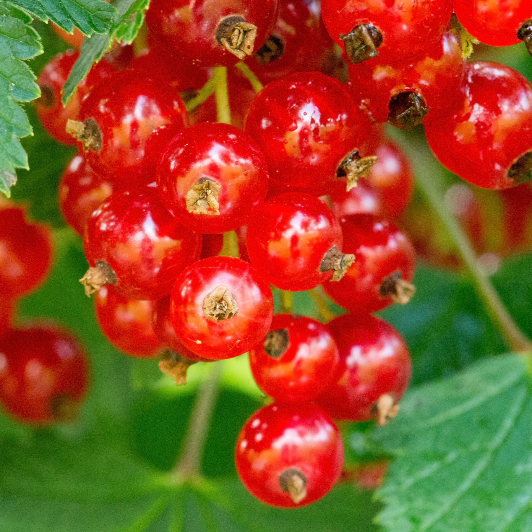 Groseillier rouge Rovada - Ribes rubrum rovada