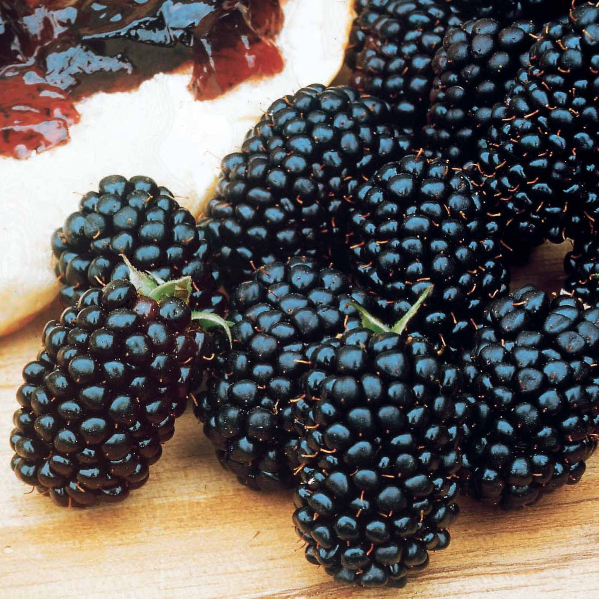 Mûrier Dirksen - Rubus fruticosus dirksen - Willemse