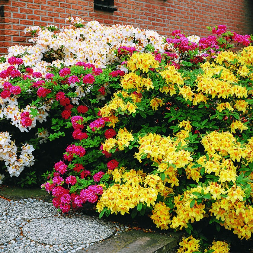 Azalée de Chine rouge orangée - Azalea mollis - Arbustes