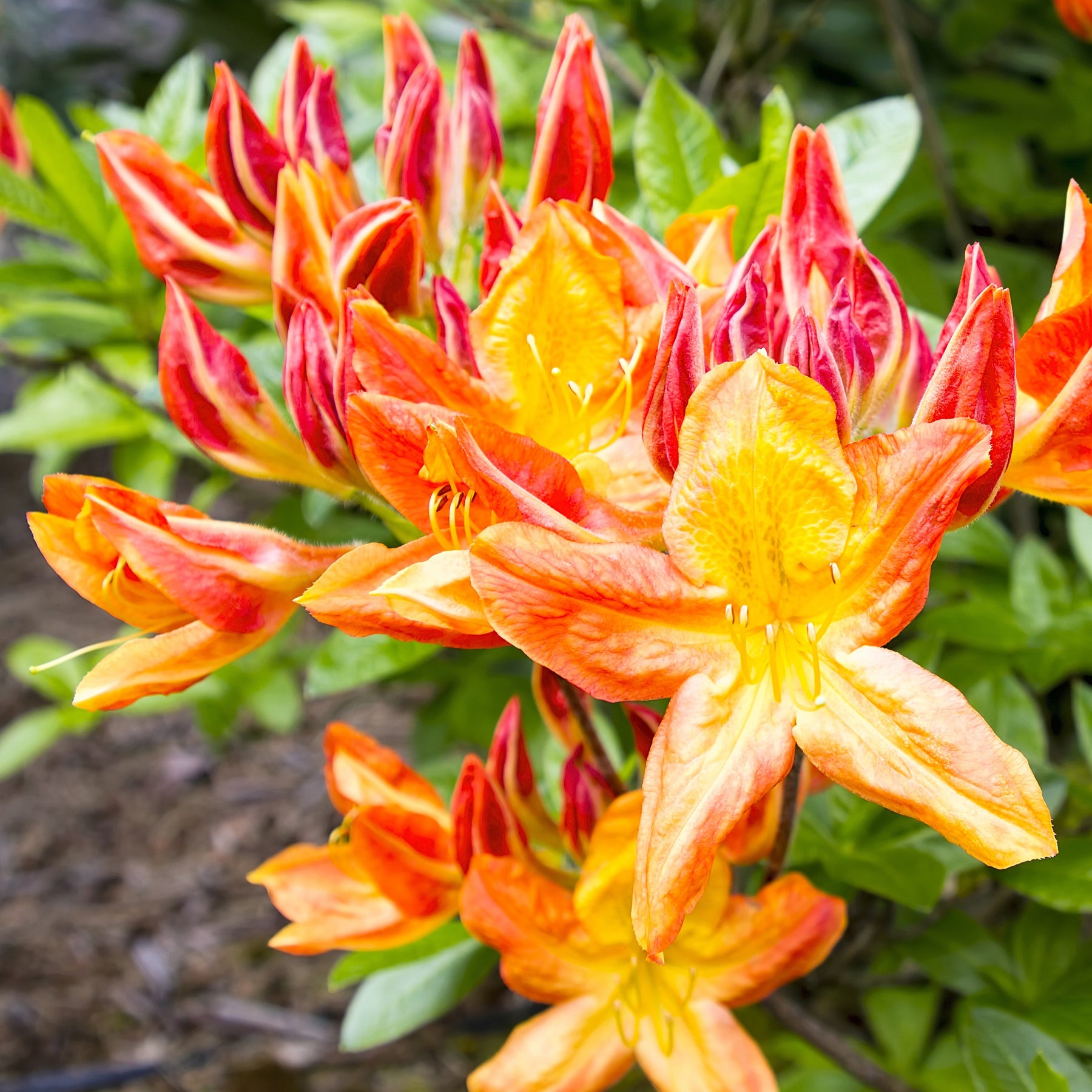 Azalée de Chine rouge orangée - Azalea mollis - Azalées