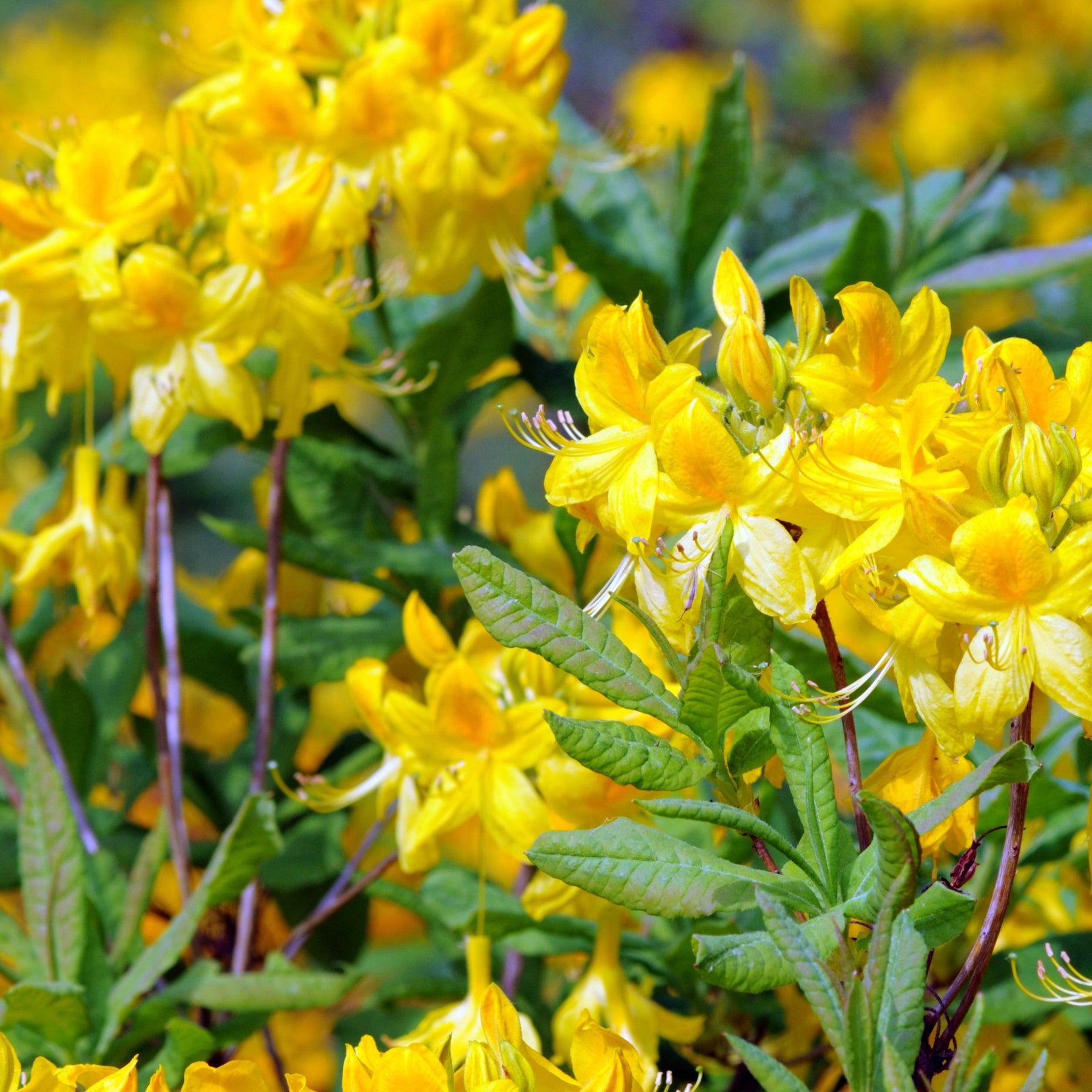 Azalée de Chine jaune - Azalea mollis - Arbustes