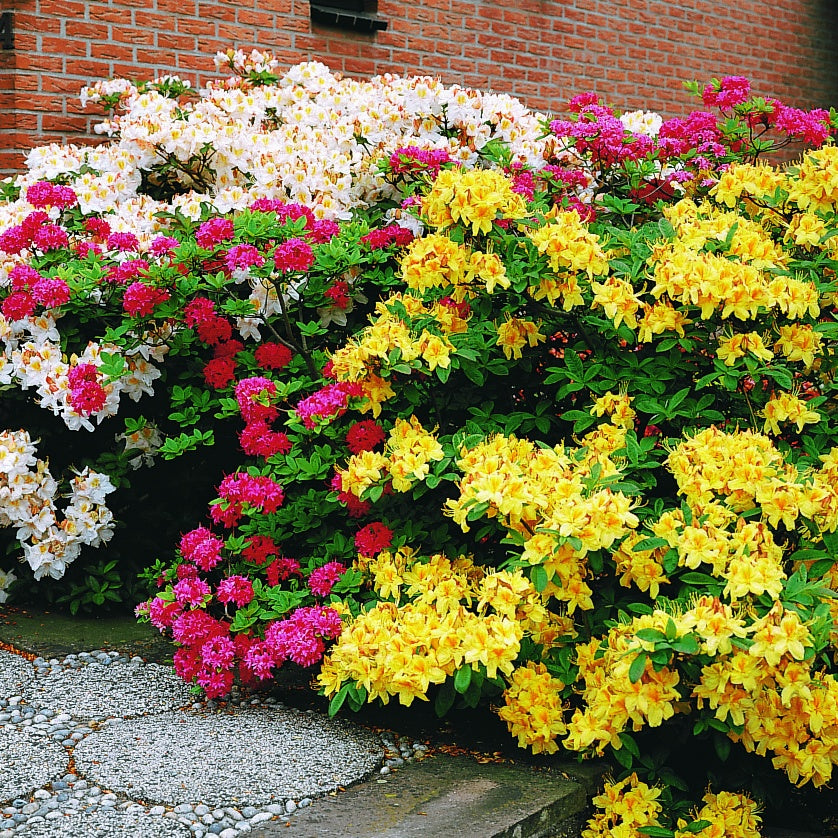 Azalée de Chine jaune - Azalea mollis - Azalées