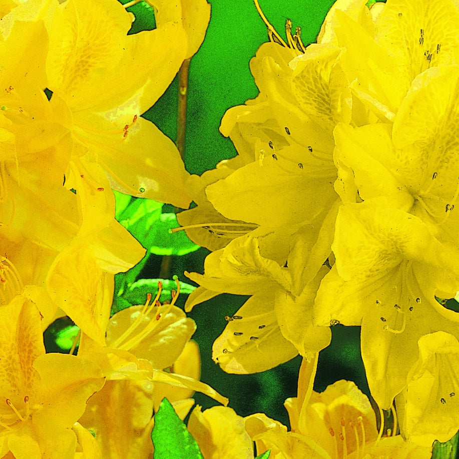 Azalée de Chine jaune - Azalea mollis