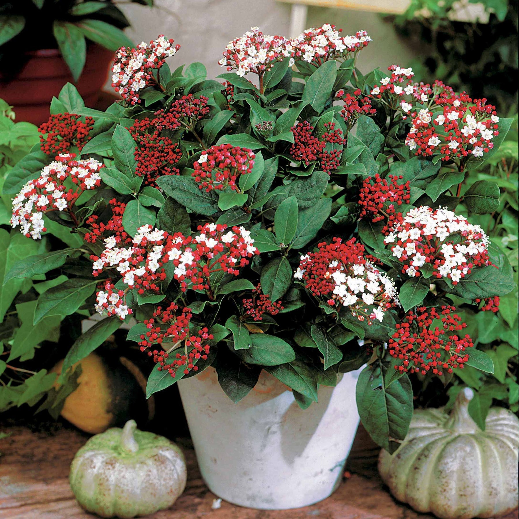 Viorne naine Spirit - Viburnum tinus spirit - Arbustes