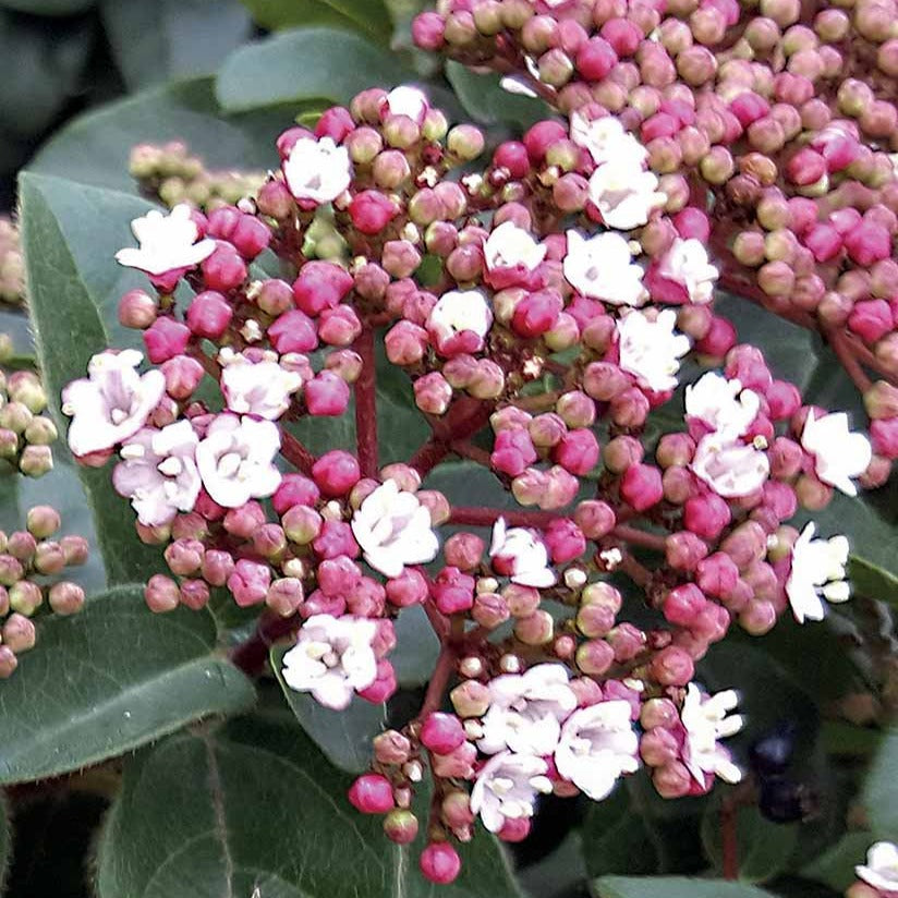 Viorne naine Spirit - Viburnum tinus spirit - Viornes