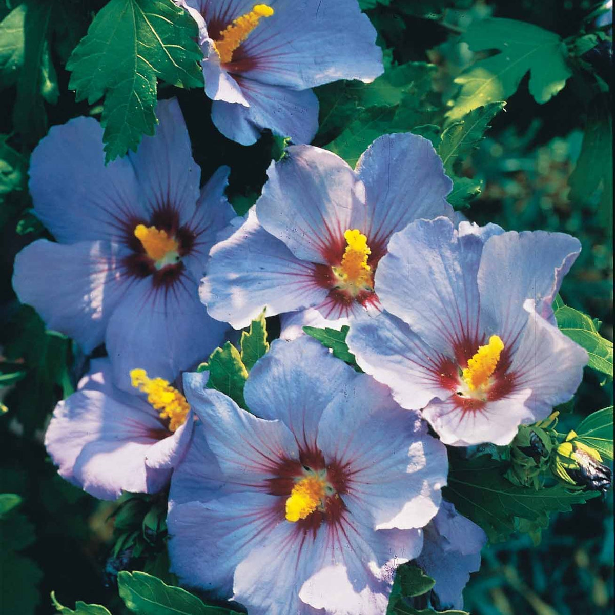 Hibiscus de jardin sur tige bleu - Hibiscus syriacus - Willemse