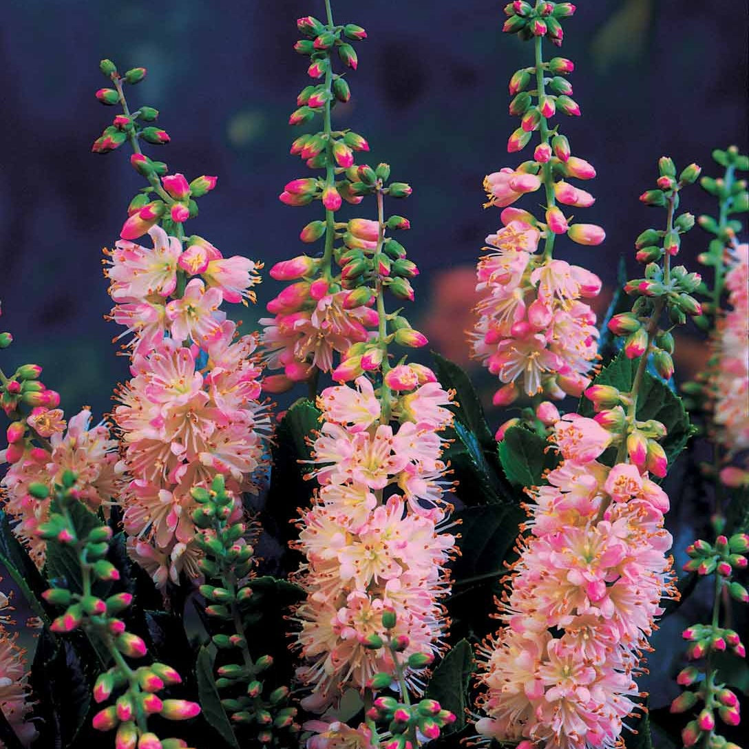2 Clethras à feuilles d'aulne - Clethra alnifolia - Willemse
