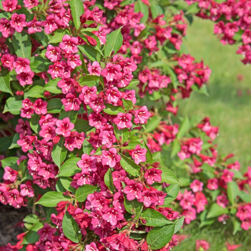 Weigelia Bristol Ruby - Weigela Bristol Ruby