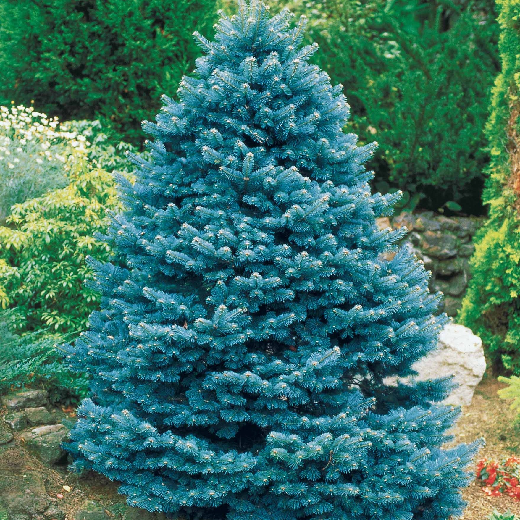 Sapin bleu