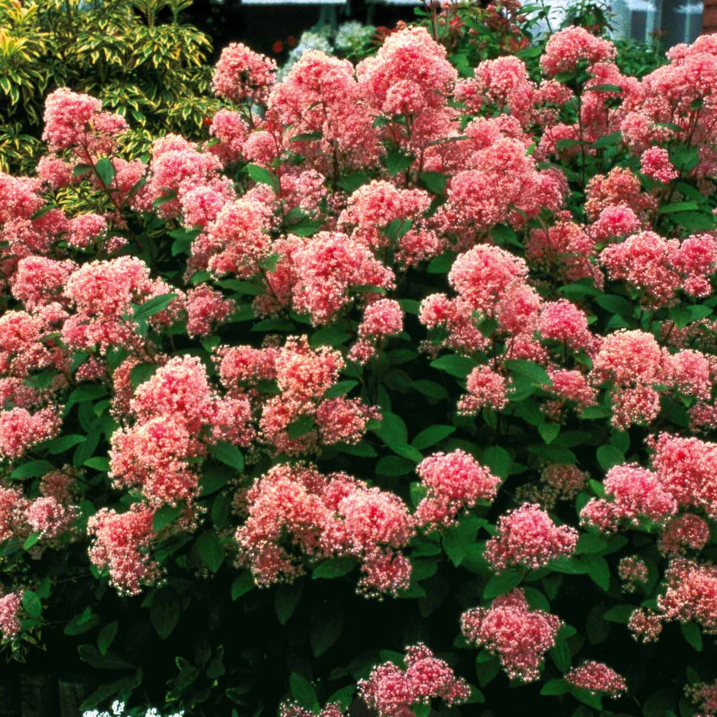 Céanothe Marie Simon - Ceanothus x pallidus marie simon