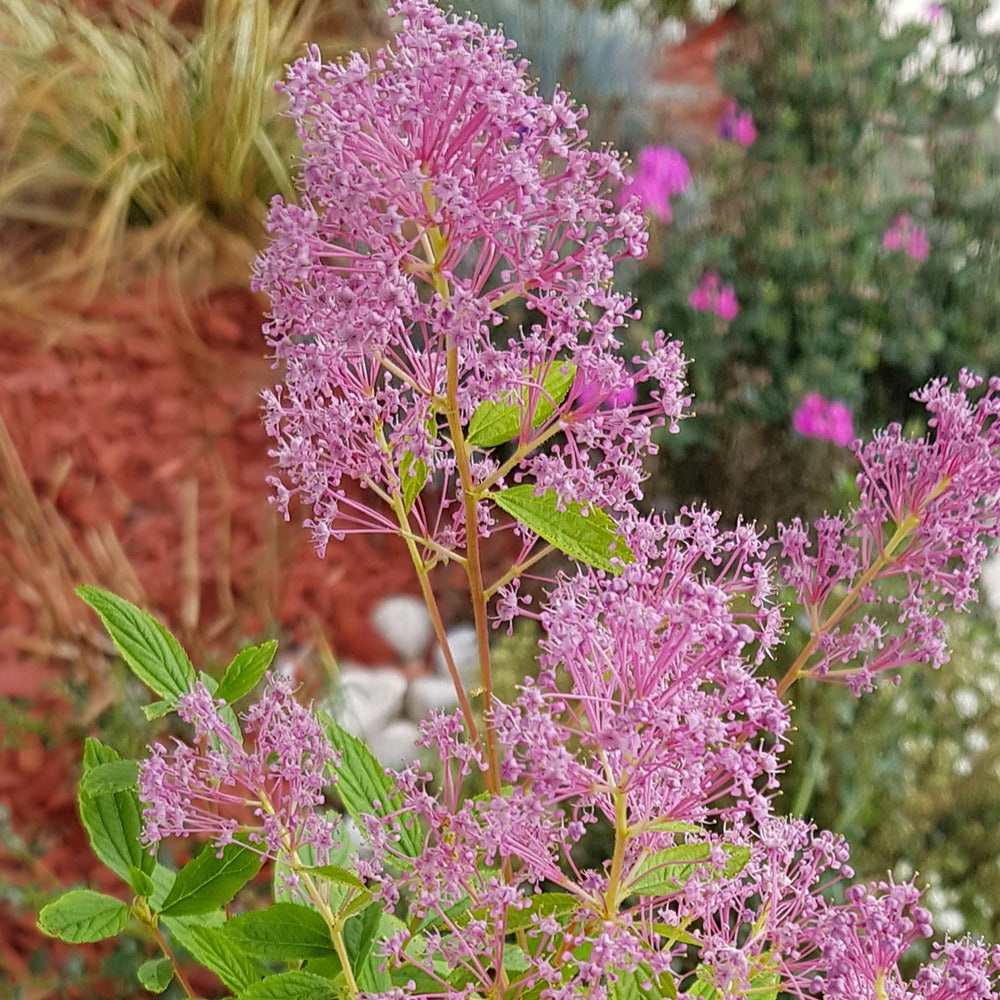 Céanothe Marie Simon - Ceanothus x pallidus marie simon