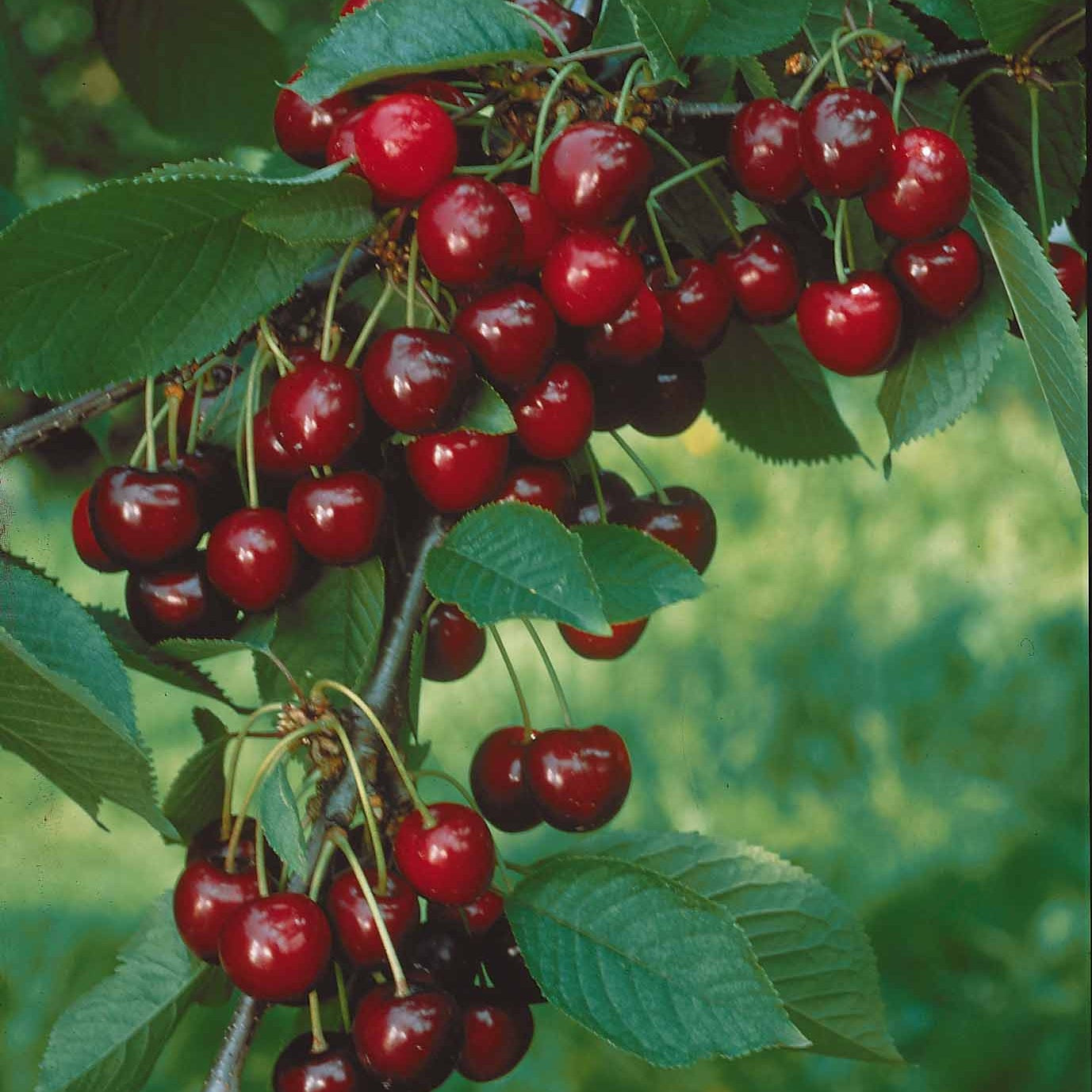 Mini-cerisier Spur Van - Prunus avium van - Fruitiers Arbres et arbustes