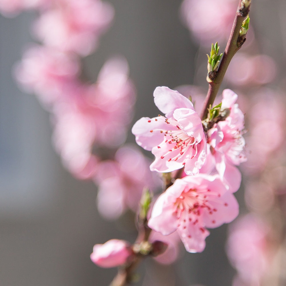 Mini-nectarine Morton - Prunus persica Morton - Fruitiers Arbres et arbustes