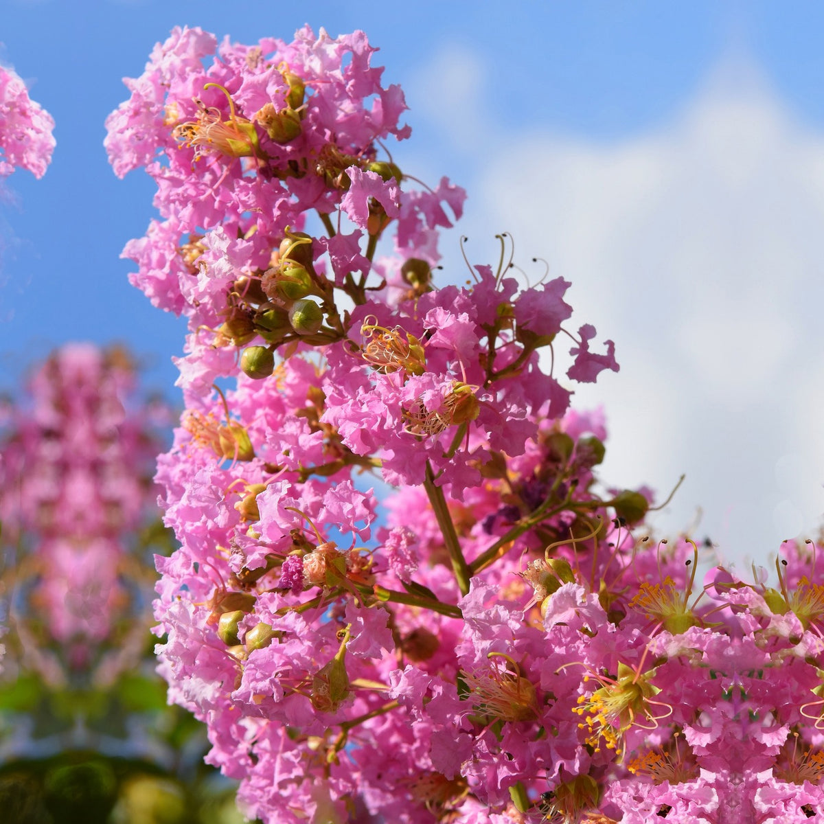 Lilas des Indes rose - Lagerstroemia indica
