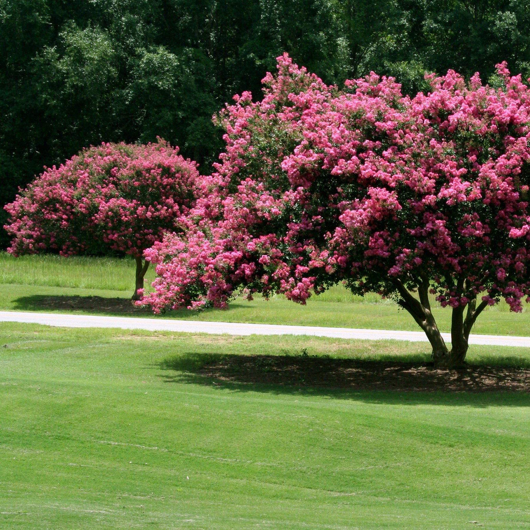 Lilas des Indes rose - Lagerstroemia indica