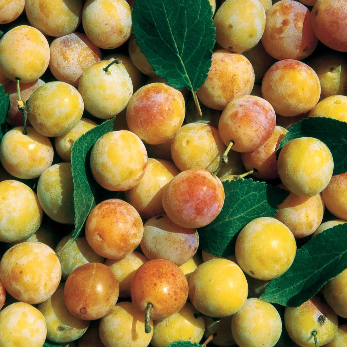 Prunier Mirabelle de Nancy - Prunus domestica mirabelle de nancy - Prunier