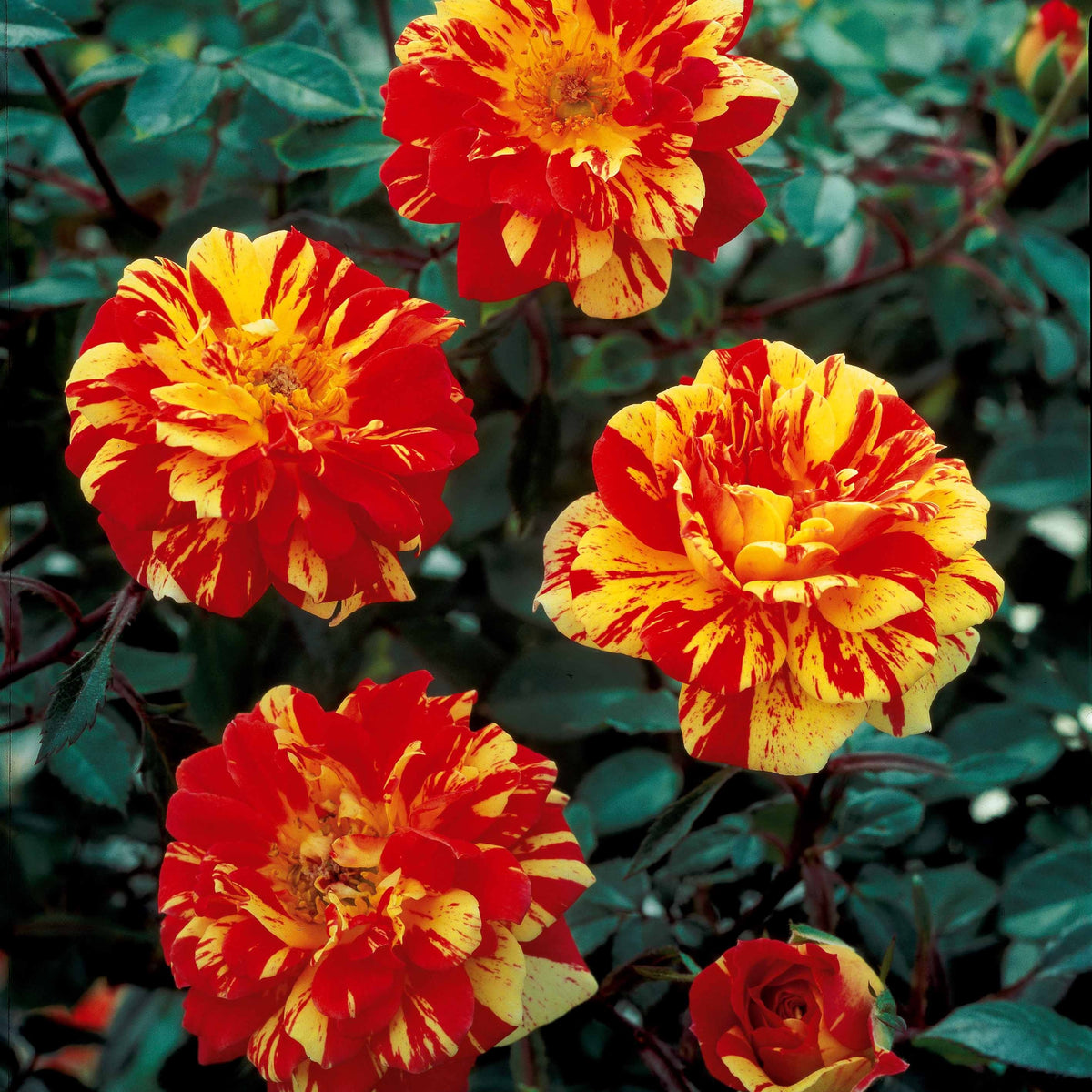 Mini-rosier sur tige Mousha - Rosa (m) mousha - Willemse