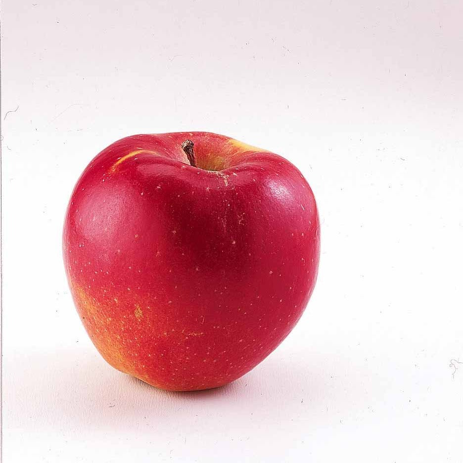 Mini-pommier Braeburn - Malus domestica Braeburn - Willemse