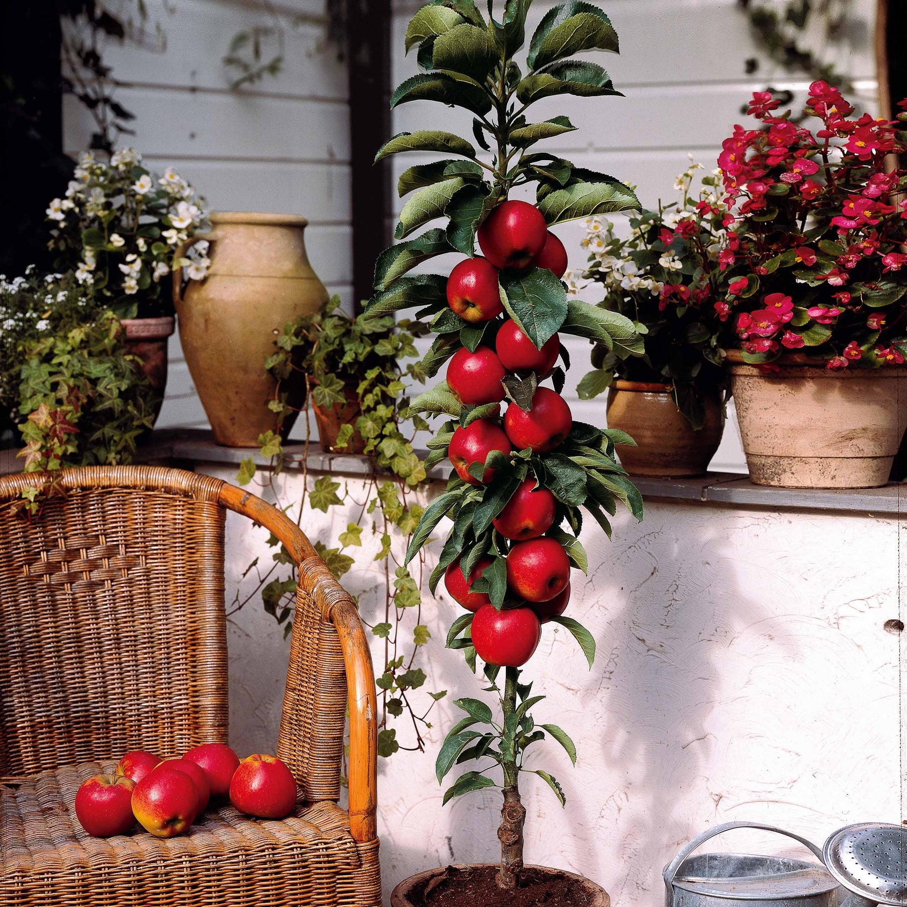 Mini-pommier Braeburn - Malus domestica braeburn - Mini fruitier