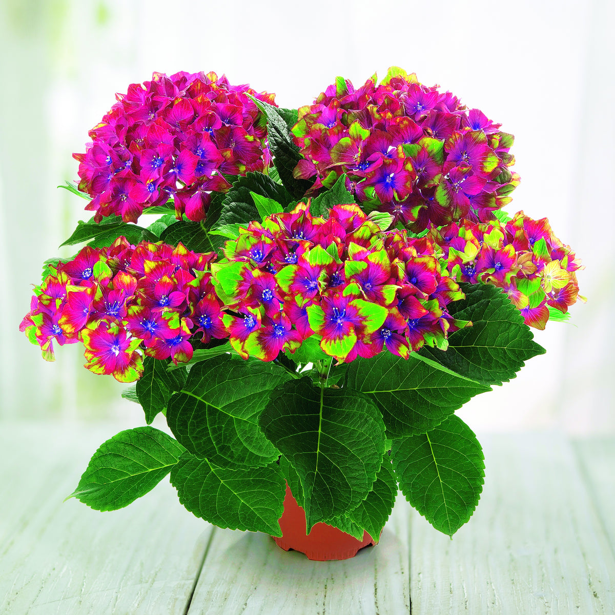 Hortensia Saxon ® - Hydrangea macrophylla Saxon ® - Willemse