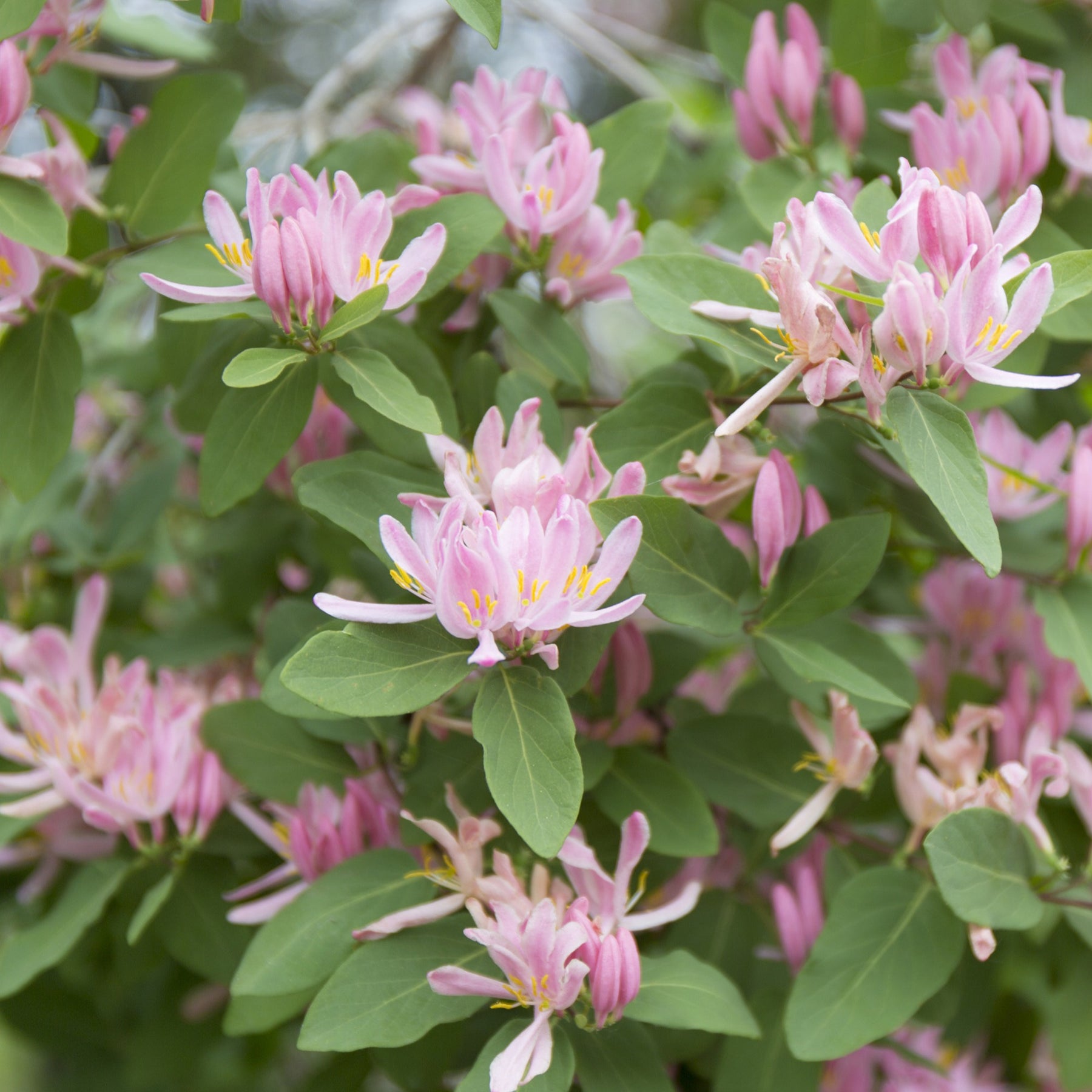 Chèvrefeuille de Tartarie rose - Lonicera tatarica rosea - Plantes