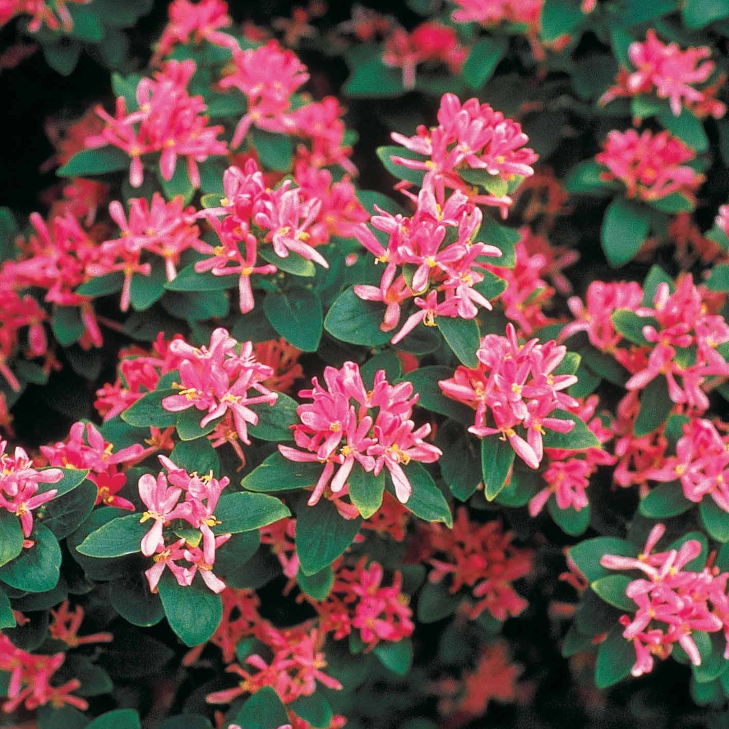 Chèvrefeuille de Tartarie rose - Lonicera tatarica rosea - Plantes grimpantes