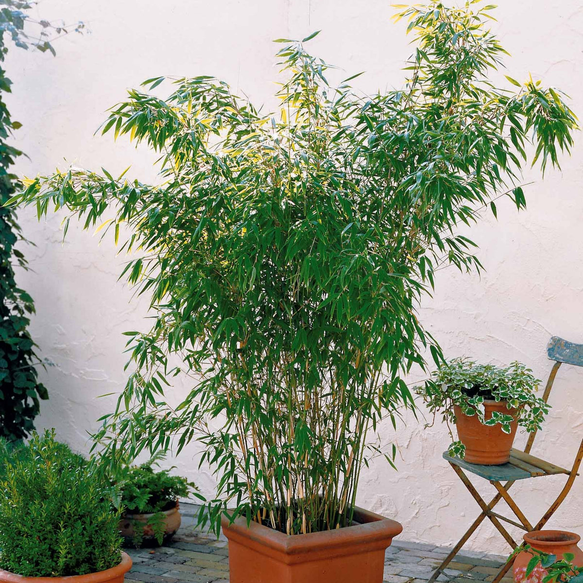 Bambou vert non-traçant - Arundinaria murielae - Arbustes