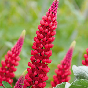 3 Lupins rouges - Lupinus russell red
