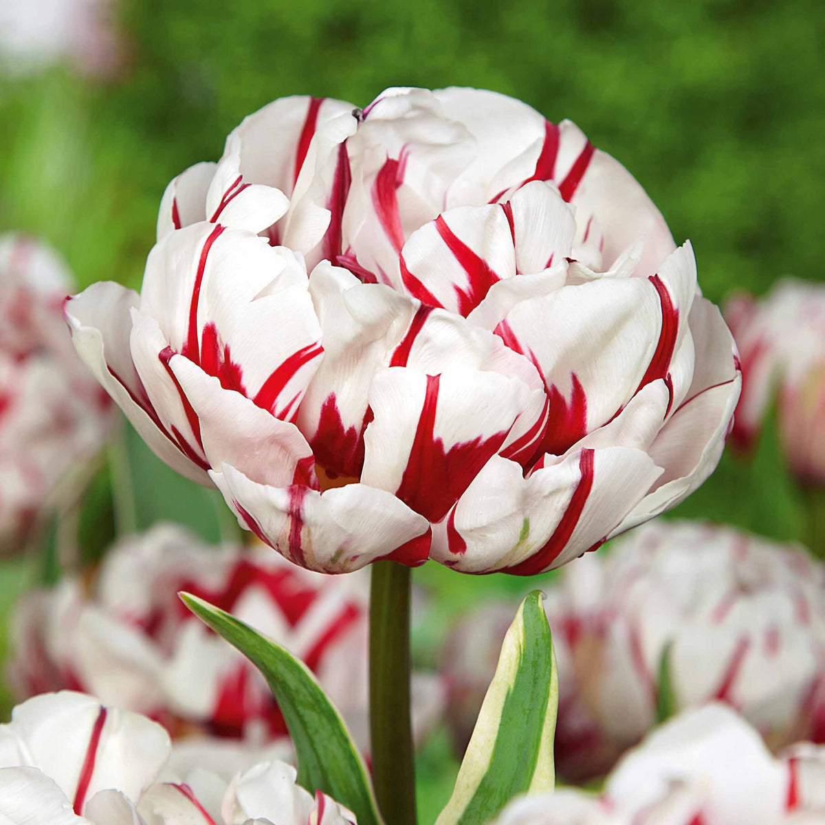 10 Tulipes à fleurs de pivoine Carnaval de Nice - Tulipa carnaval de nice - Bulbes à fleurs